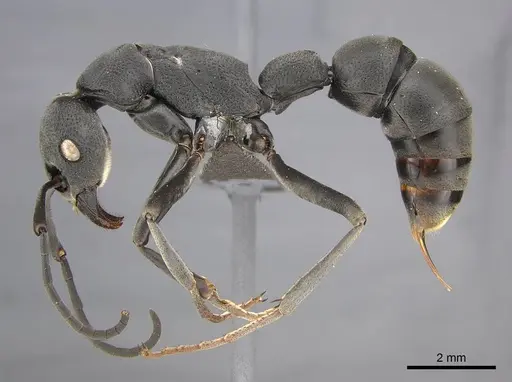 Platythyrea lamellosa - CASENT0252019