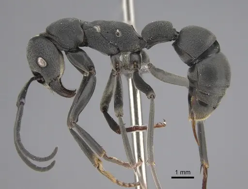 Platythyrea lamellosa - CASENT0256013