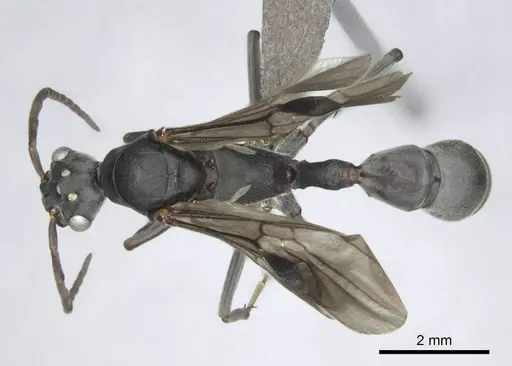 Platythyrea lamellosa - CASENT0257315