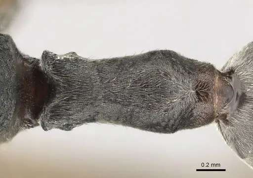 Platythyrea lamellosa - CASENT0257315