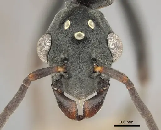 Platythyrea lamellosa - CASENT0257315