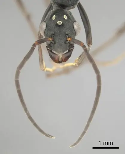 Platythyrea lamellosa - CASENT0257315