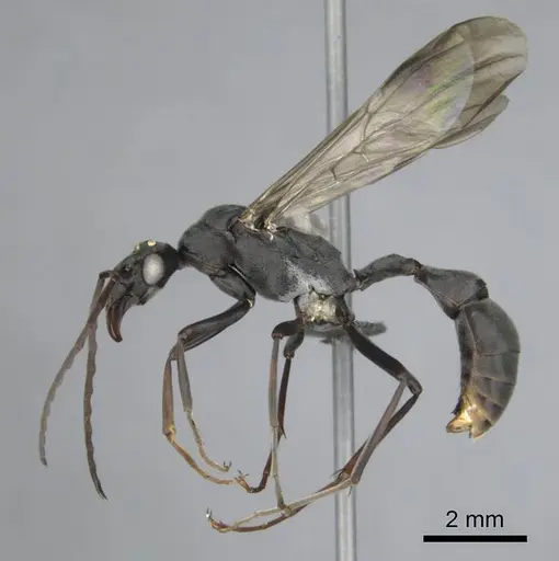 Platythyrea lamellosa - CASENT0257315