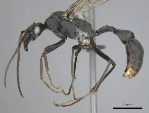 Platythyrea lamellosa - CASENT0257315