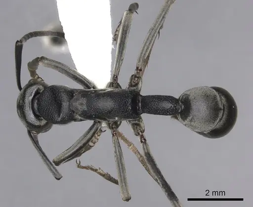 Platythyrea lamellosa - CASENT0260475