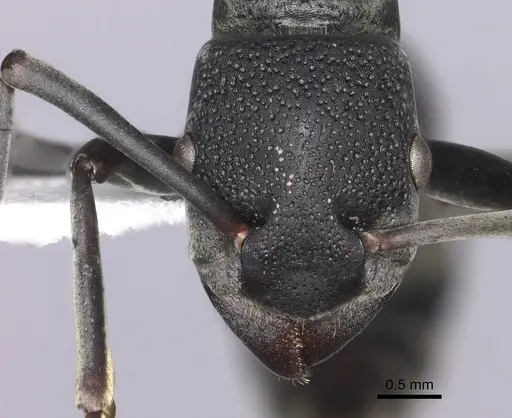 Platythyrea lamellosa - CASENT0260475