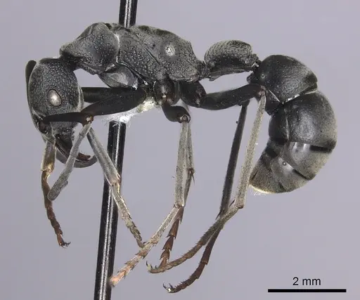 Platythyrea lamellosa - CASENT0260475