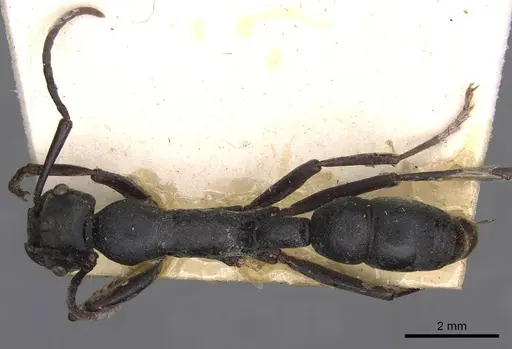 Platythyrea lamellosa - CASENT0907104