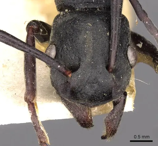 Platythyrea lamellosa - CASENT0907104