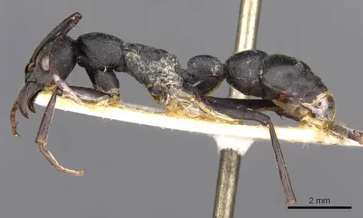 Platythyrea lamellosa - CASENT0907104