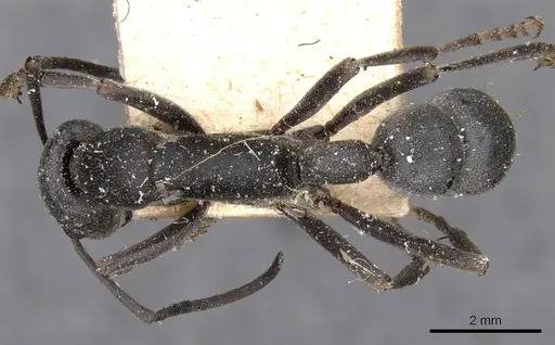 Platythyrea lamellosa - CASENT0907105