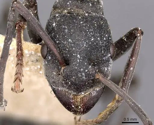 Platythyrea lamellosa - CASENT0907105