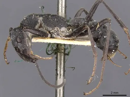 Platythyrea lamellosa - CASENT0907105