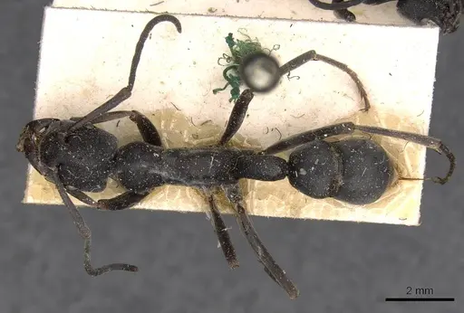 Platythyrea lamellosa - CASENT0907106