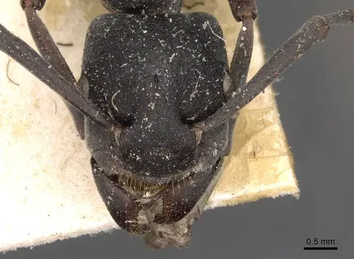 Platythyrea lamellosa - CASENT0907106