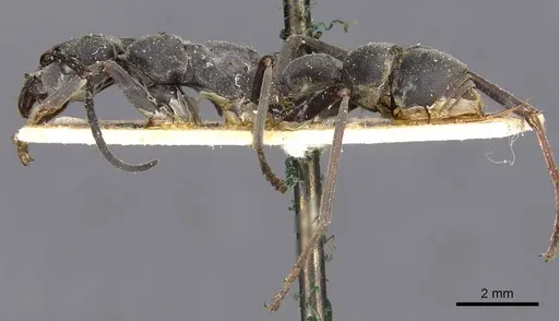 Platythyrea lamellosa - CASENT0907106