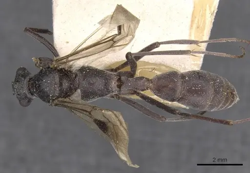 Platythyrea lamellosa - CASENT0907107