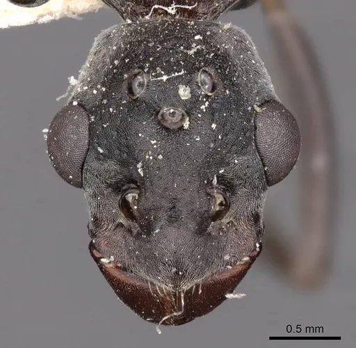 Platythyrea lamellosa - CASENT0907107