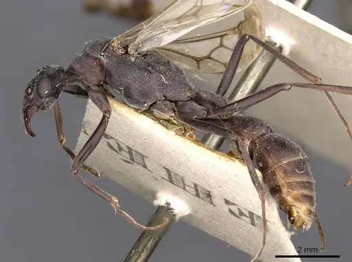 Platythyrea lamellosa - CASENT0907107