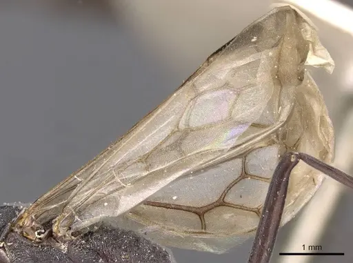 Platythyrea lamellosa - CASENT0907107