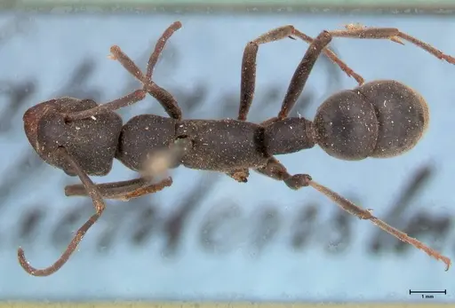 Platythyrea lamellosa - FOCOL0842