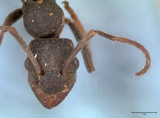 Platythyrea lamellosa - FOCOL0842