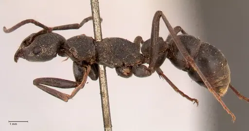 Platythyrea lamellosa - FOCOL0842