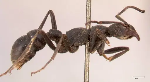 Platythyrea lamellosa - FOCOL0842