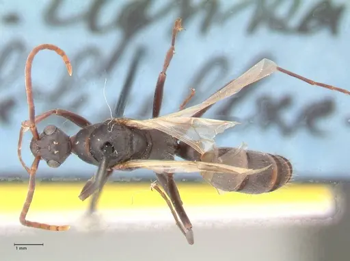 Platythyrea lamellosa - FOCOL0843