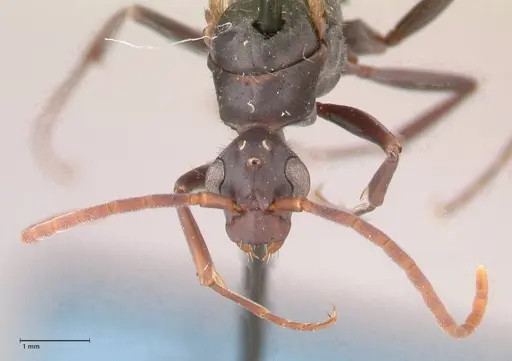 Platythyrea lamellosa - FOCOL0843