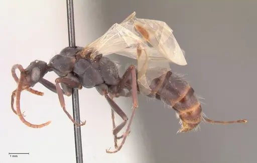 Platythyrea lamellosa - FOCOL0843