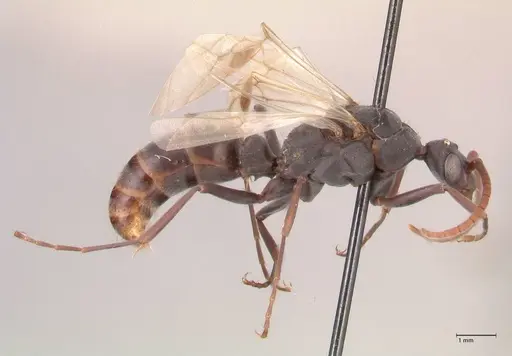 Platythyrea lamellosa - FOCOL0843