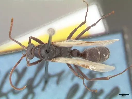 Platythyrea lamellosa - FOCOL0844