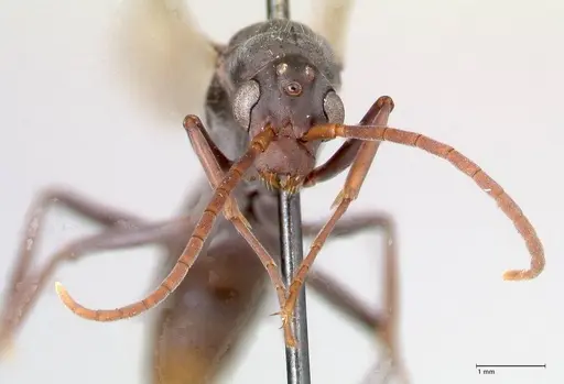 Platythyrea lamellosa - FOCOL0844