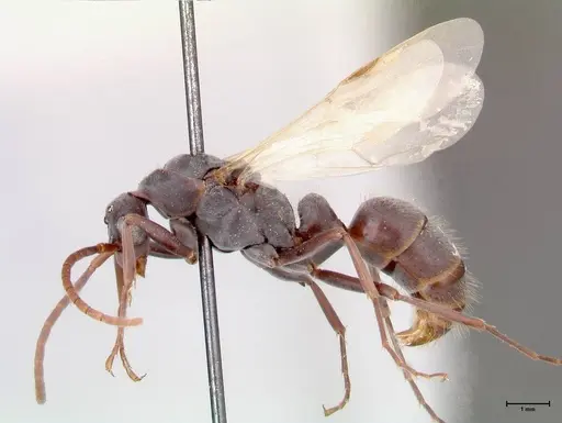 Platythyrea lamellosa - FOCOL0844