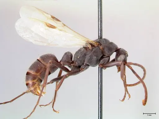 Platythyrea lamellosa - FOCOL0844