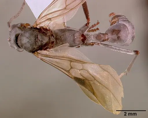 Platythyrea lamellosa - SAM-HYM-C001332A