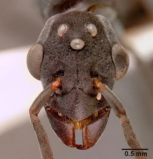 Platythyrea lamellosa - SAM-HYM-C001332A