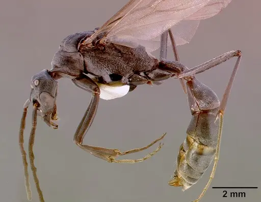 Platythyrea lamellosa - SAM-HYM-C001332A