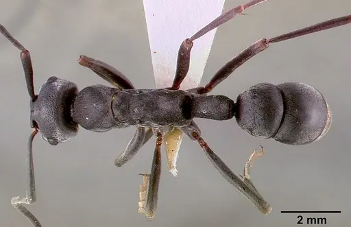 Platythyrea lamellosa - SAM-HYM-C001332B