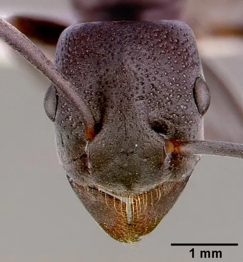 Platythyrea lamellosa - SAM-HYM-C001332B