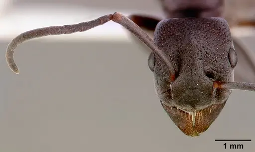 Platythyrea lamellosa - SAM-HYM-C001332B