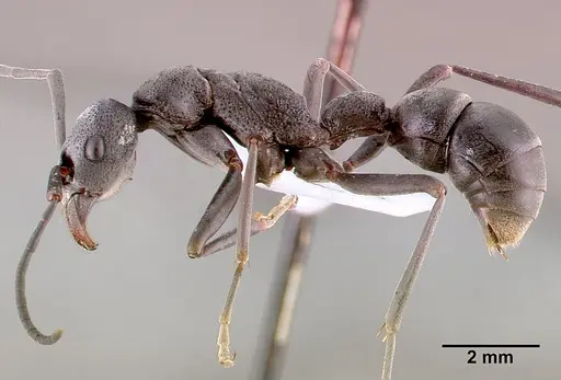 Platythyrea lamellosa - SAM-HYM-C001332B