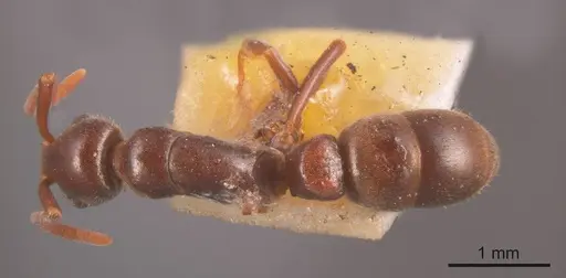 Platythyrea micans specimen