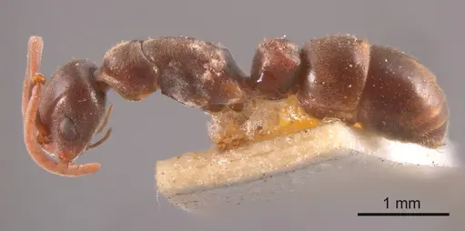 Platythyrea micans specimen