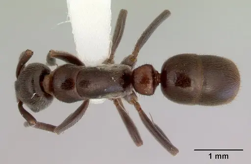 Platythyrea micans - CASENT0172410