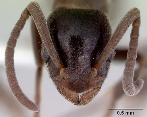 Platythyrea micans - CASENT0172410