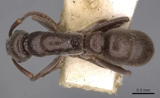 Platythyrea micans - CASENT0900579