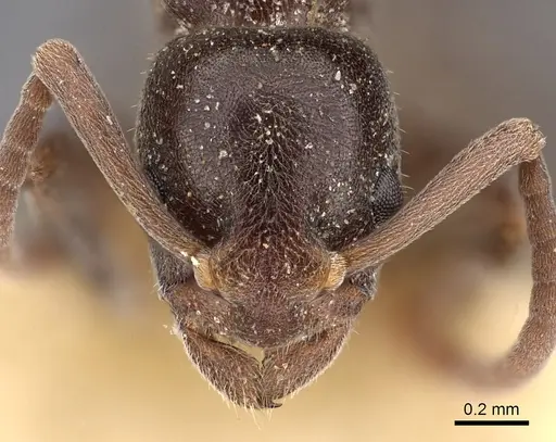 Platythyrea micans - CASENT0900579