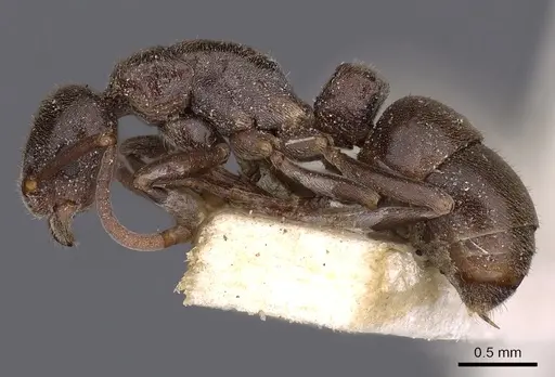 Platythyrea micans - CASENT0900579